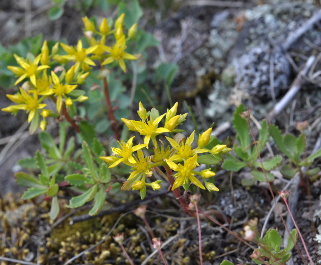 Image of Aizopsis hybrida specimen.