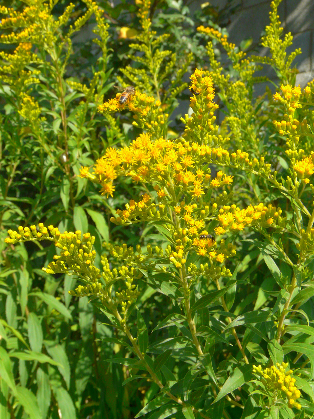 Image of genus Solidago specimen.