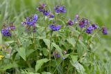 Pulmonaria mollis