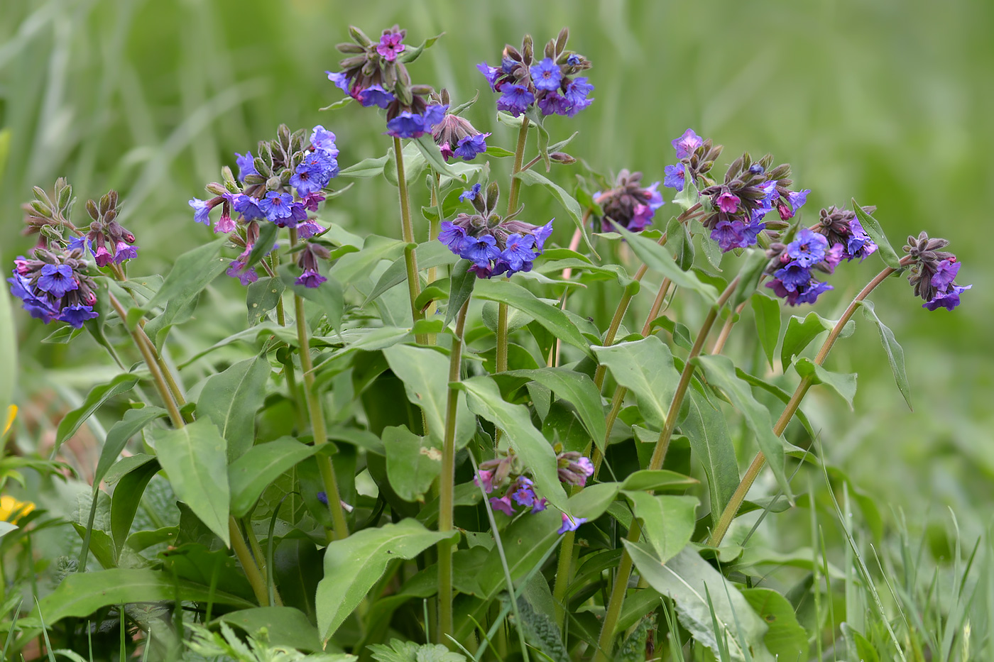 Изображение особи Pulmonaria mollis.