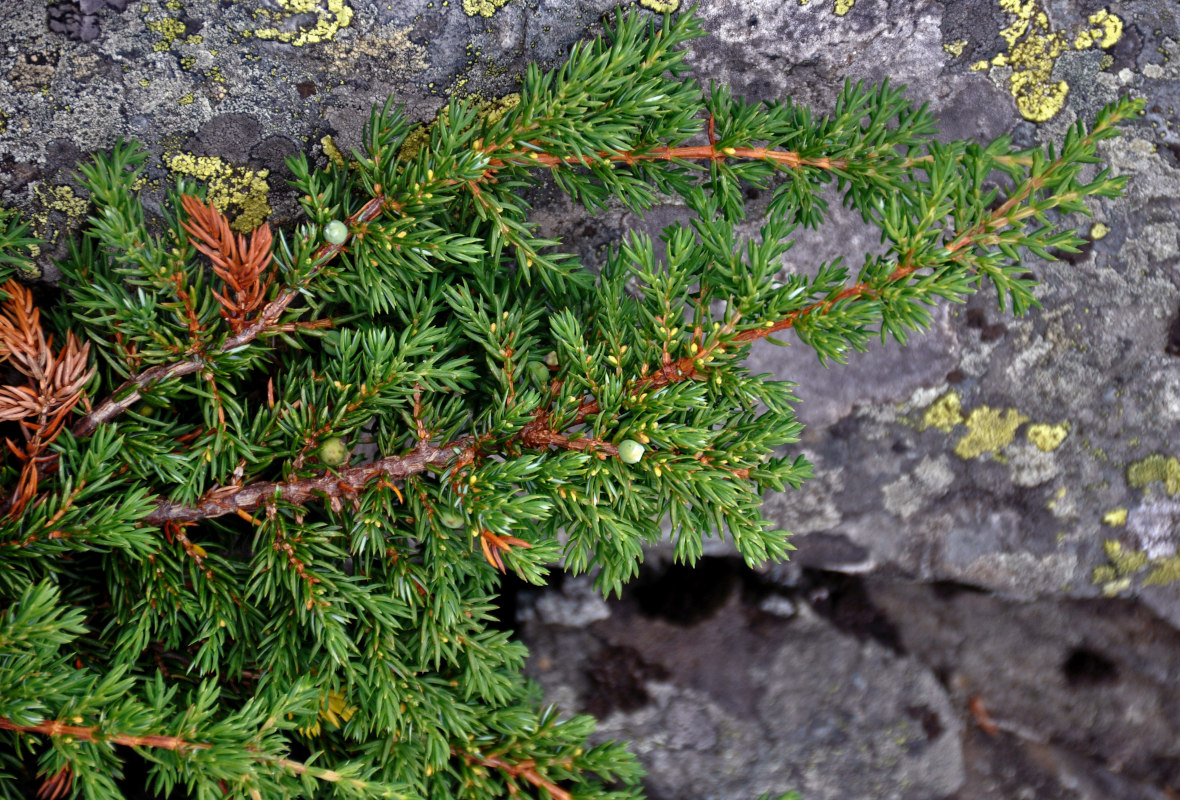 Изображение особи Juniperus sibirica.