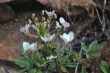 Cleome chilensis