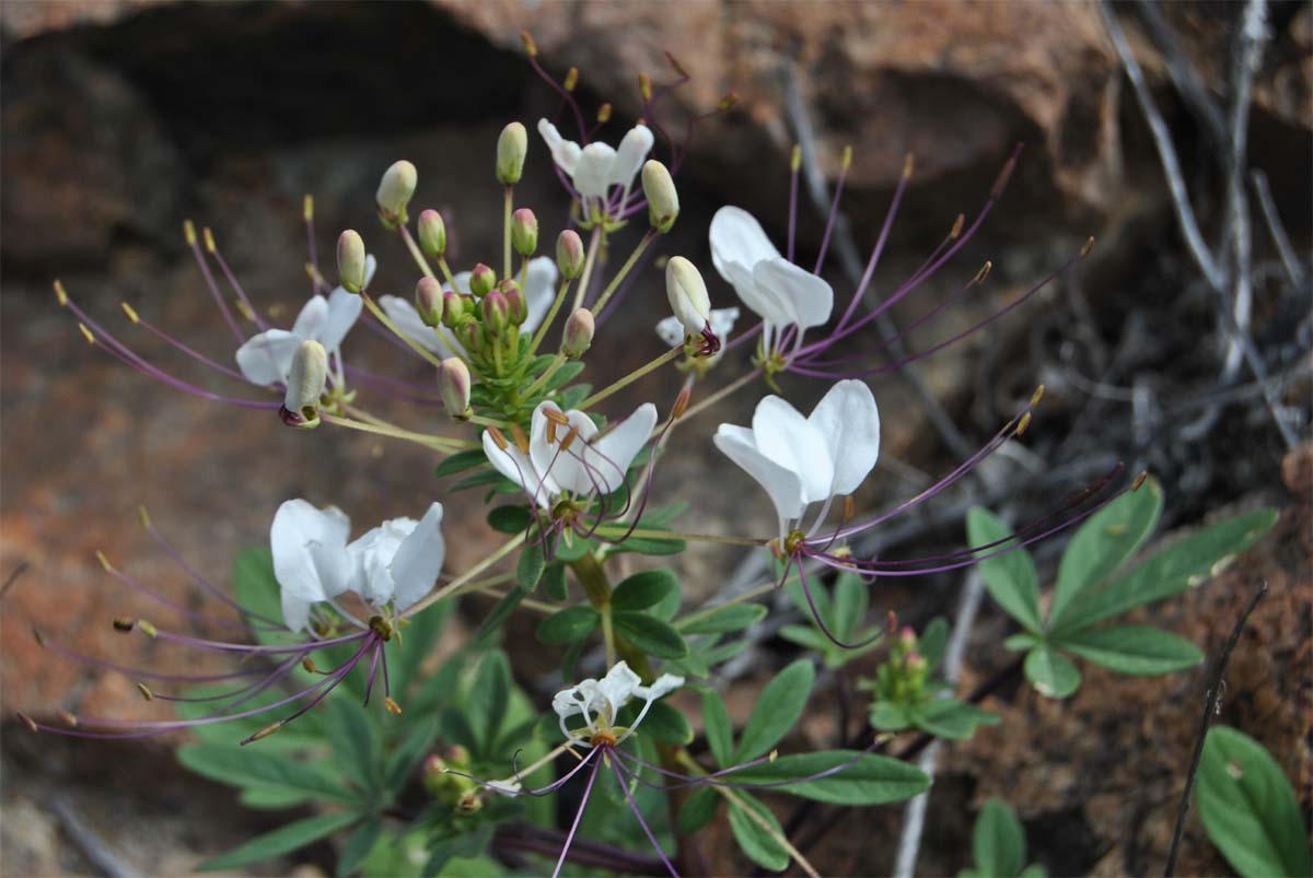 Image of Cleome chilensis specimen.