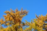 Larix kaempferi