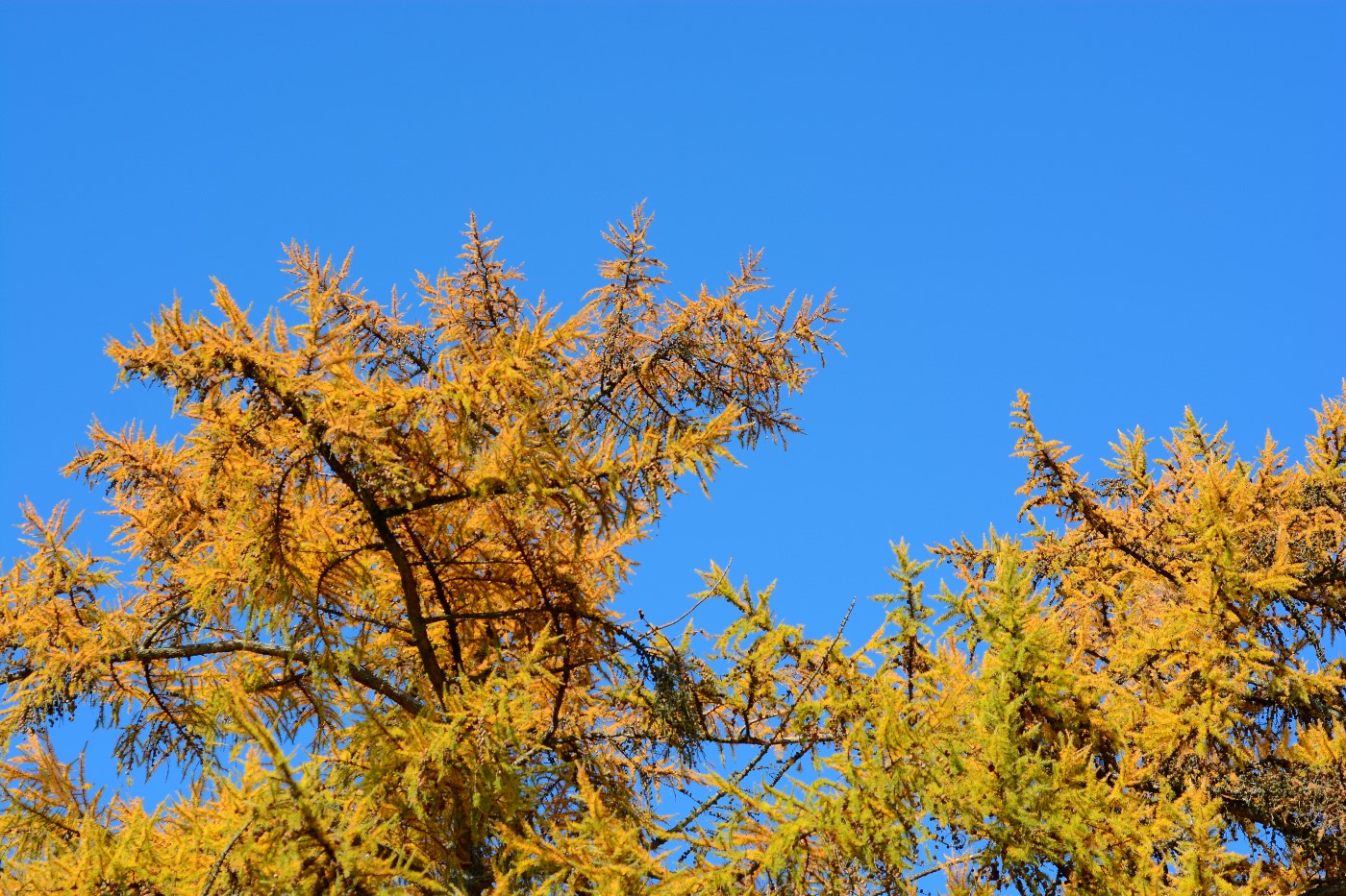 Image of Larix kaempferi specimen.