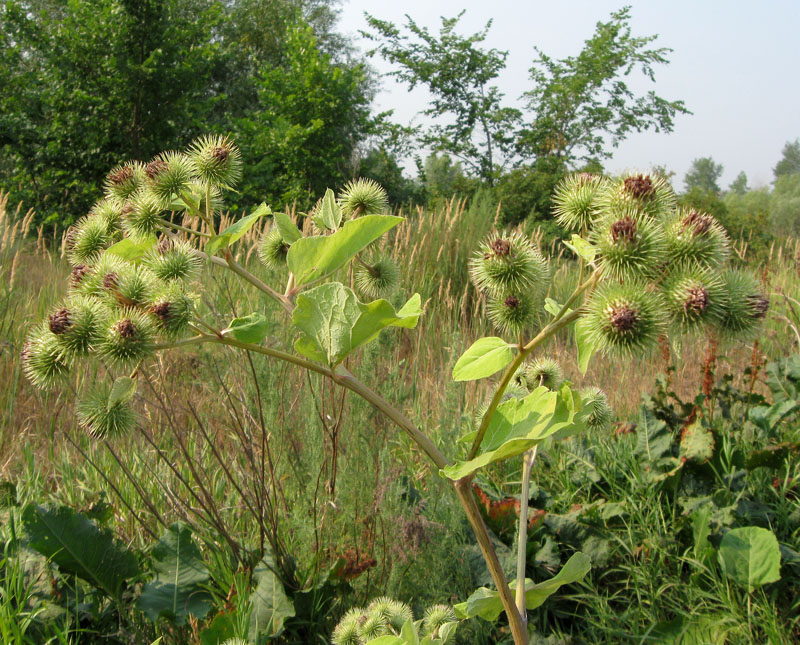 Изображение особи Arctium lappa.