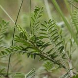 genus Onobrychis. Части побегов. Краснодарский край, Пшадский сельский округ, окр. с. Криница, ущ. Грекова щель, приморский склон. 12.06.2015.