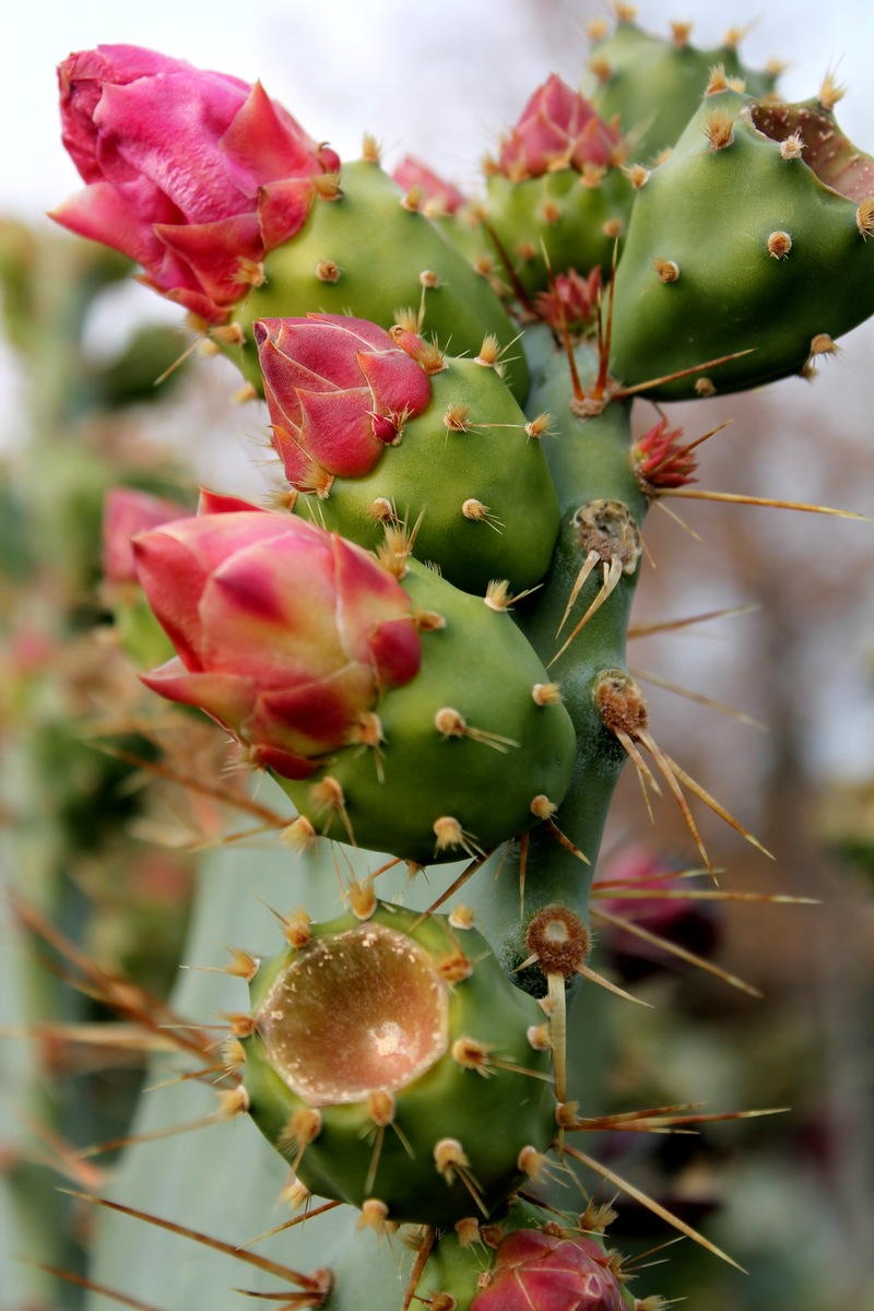 Изображение особи Opuntia ficus-indica.