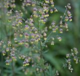 Thalictrum simplex