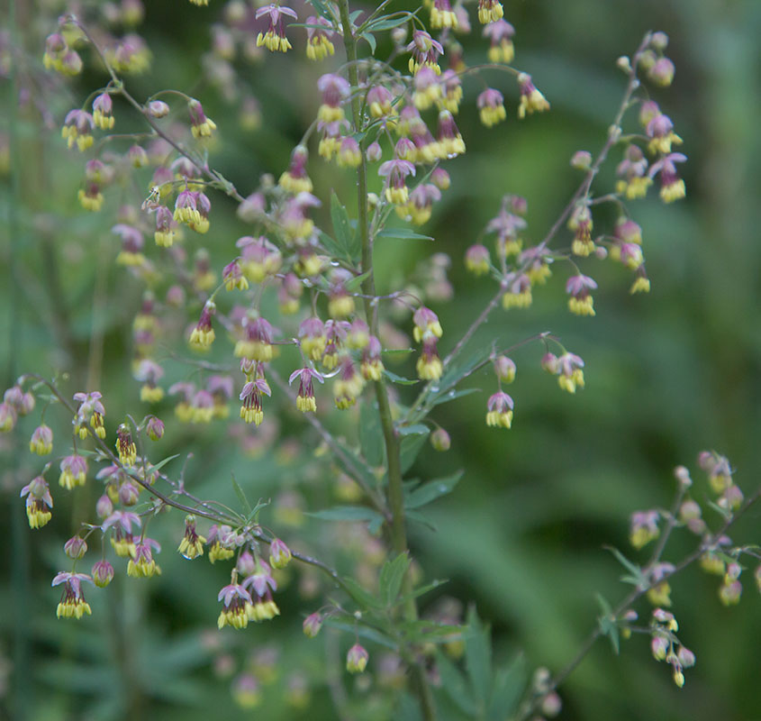 Изображение особи Thalictrum simplex.