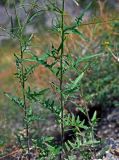Sisymbrium heteromallum
