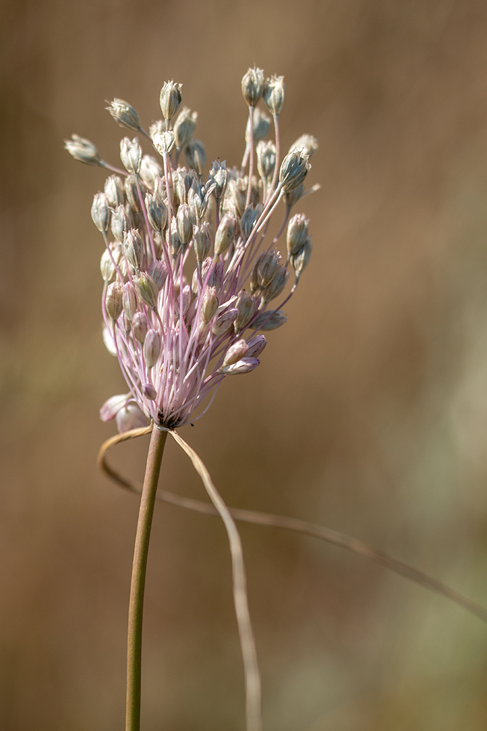 Изображение особи род Allium.