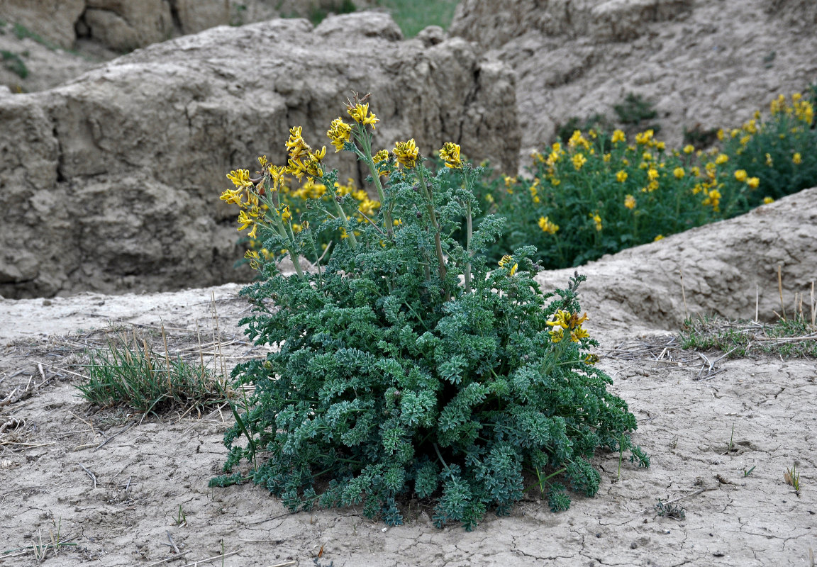 Изображение особи Corydalis stricta.