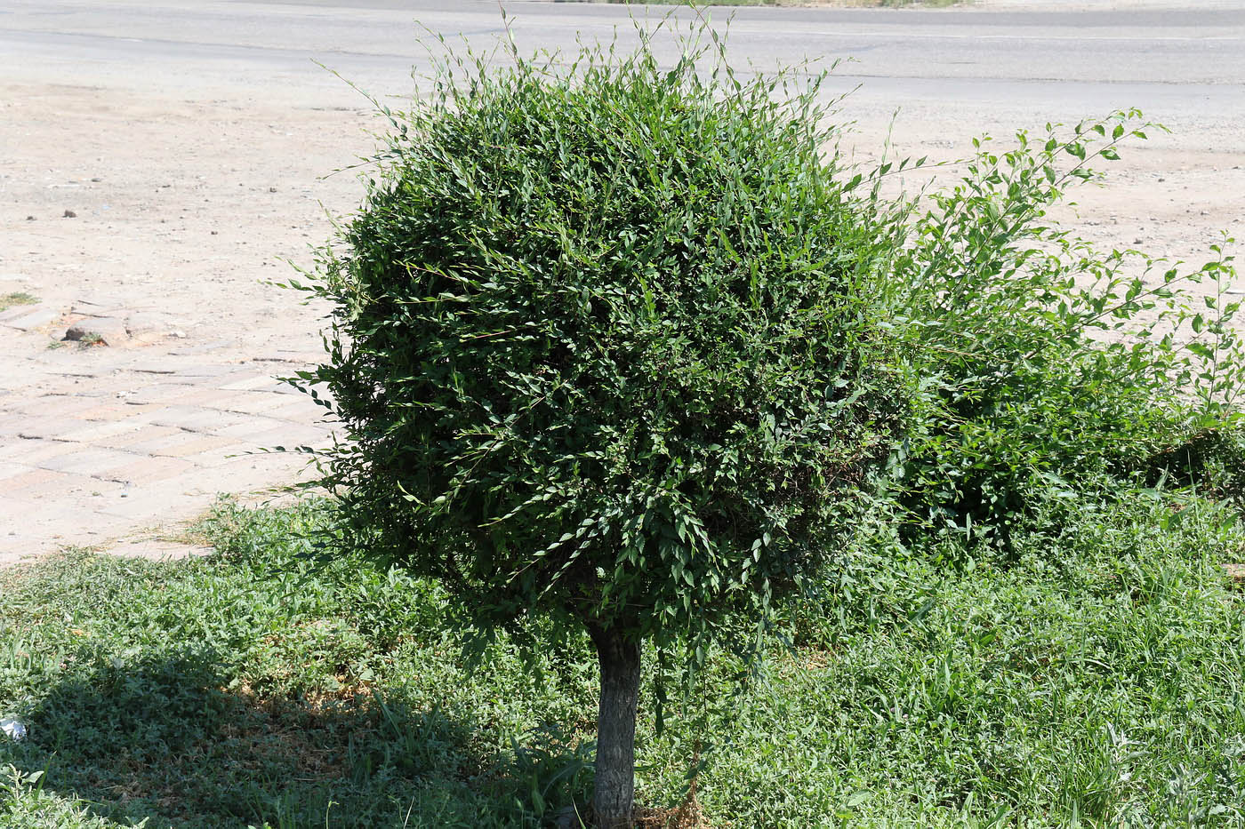 Image of Ulmus pumila specimen.