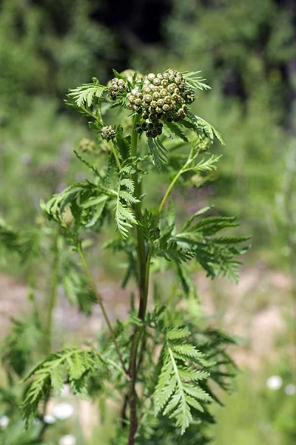 Изображение особи Tanacetum vulgare.