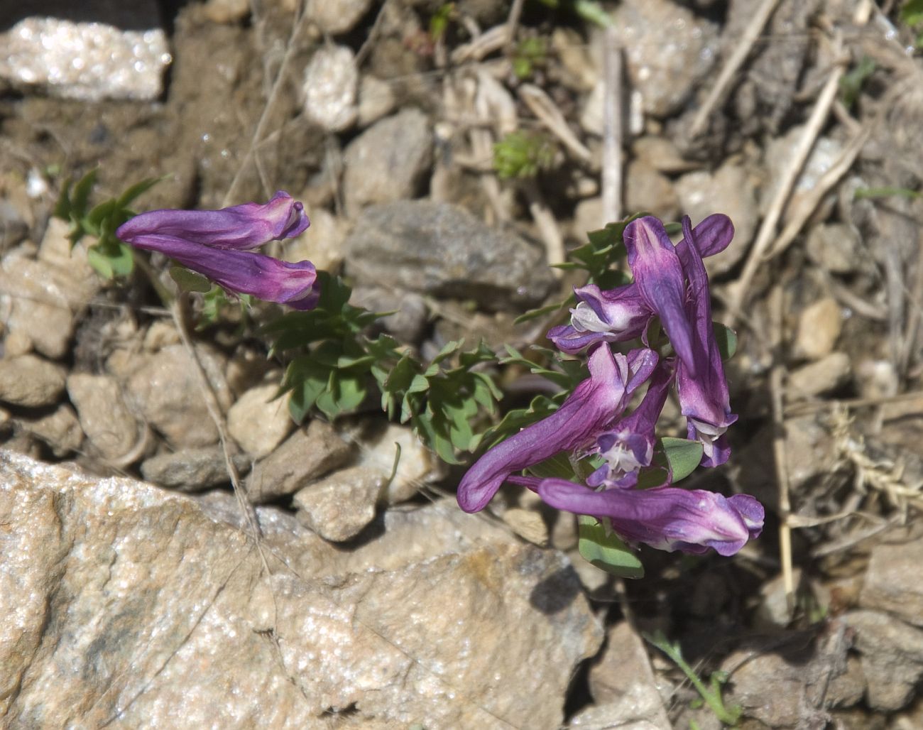 Image of Corydalis conorhiza specimen.