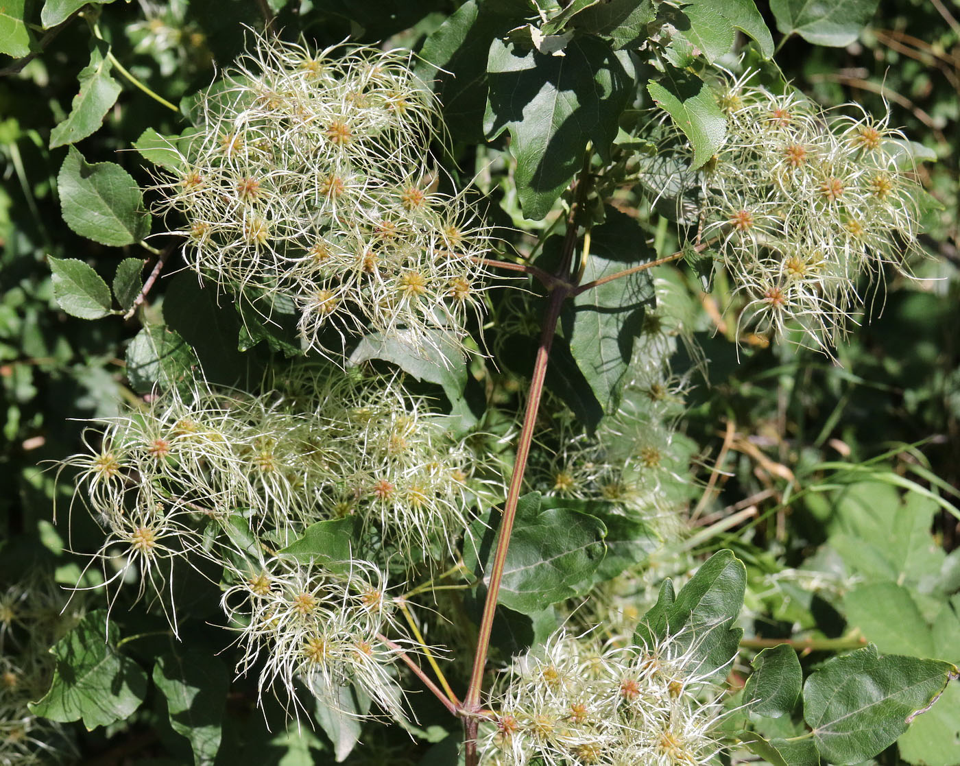 Image of Clematis vitalba specimen.