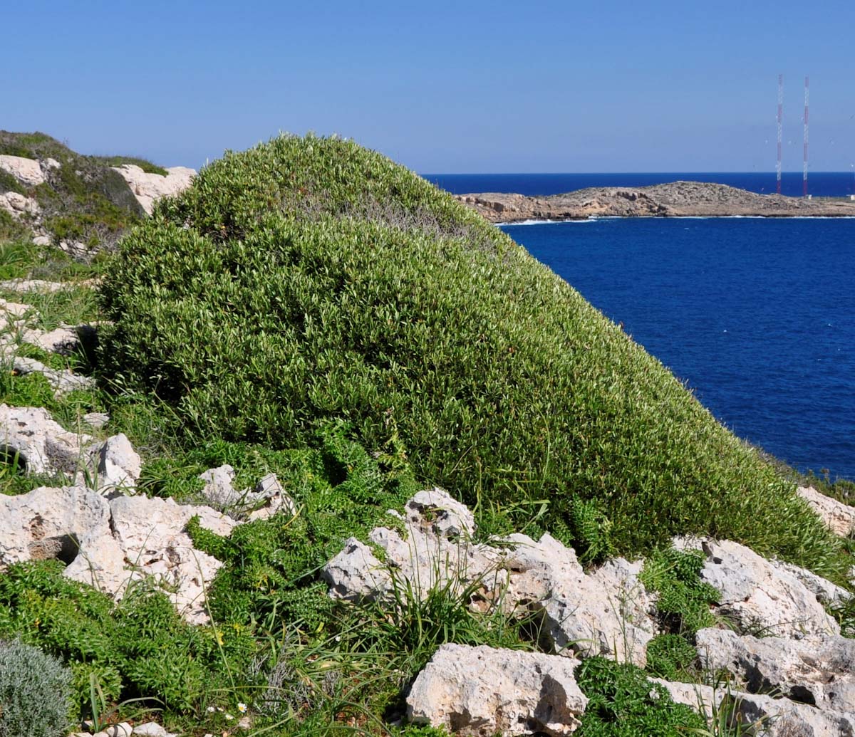 Image of Olea europaea specimen.