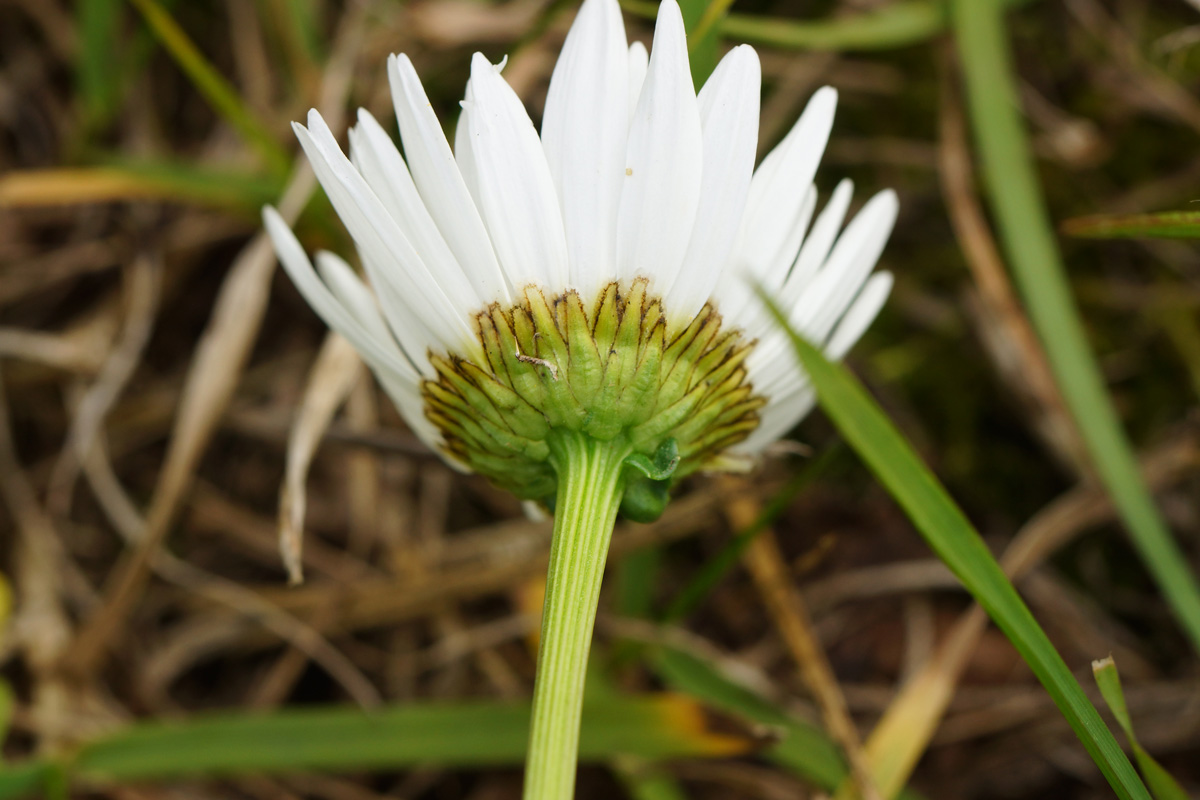 Image of Leucanthemum maximum specimen.