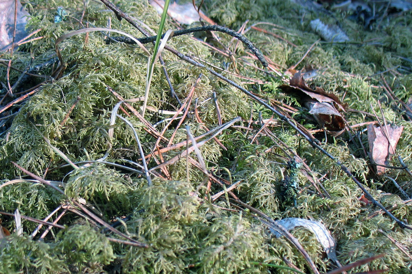 Image of Hylocomium splendens specimen.