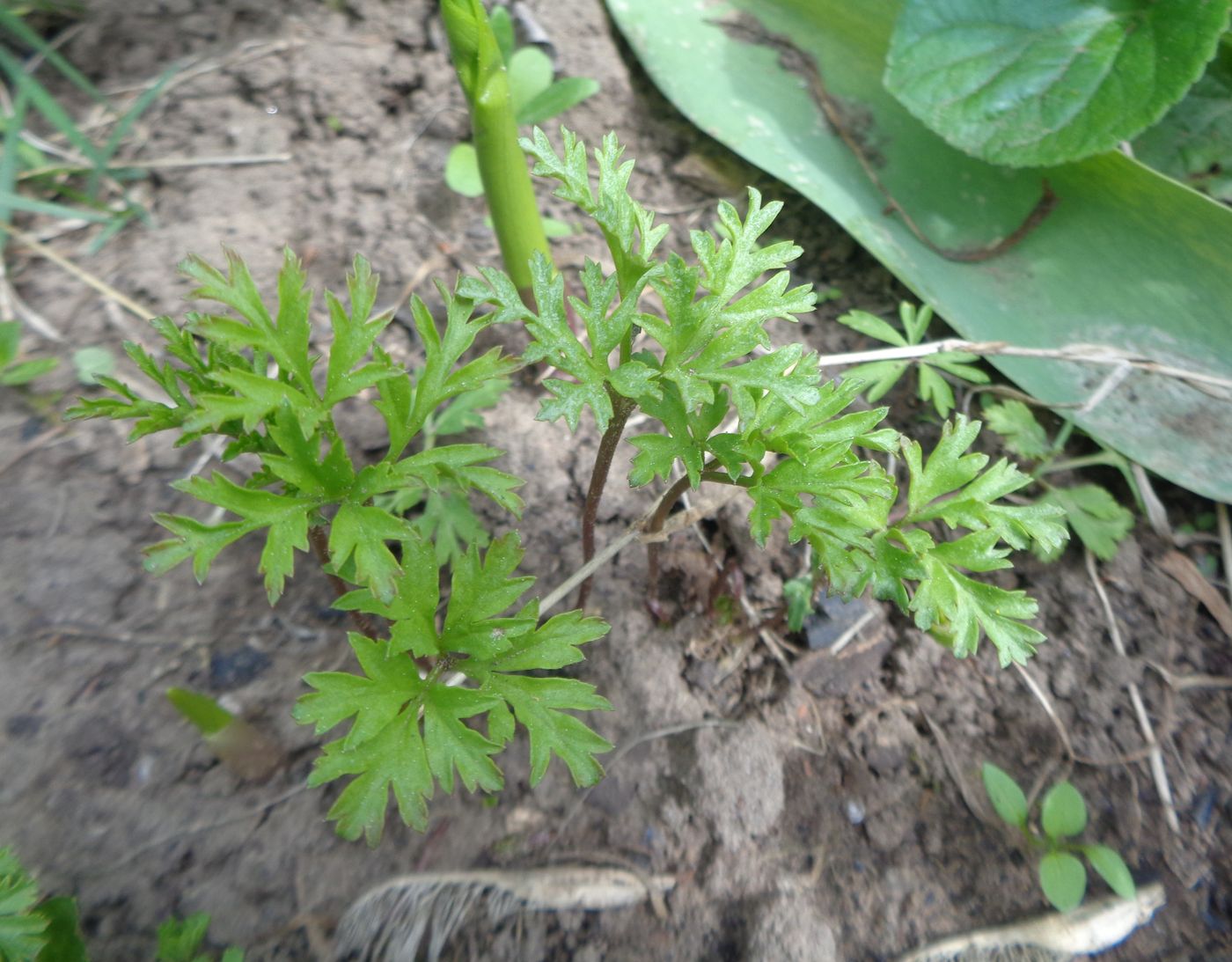 Изображение особи Anemone coronaria.