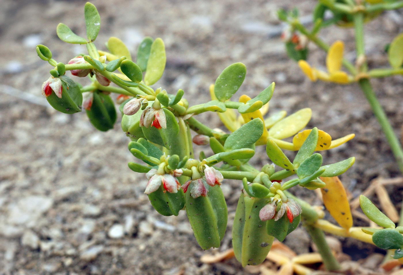 Изображение особи Zygophyllum lehmannianum.