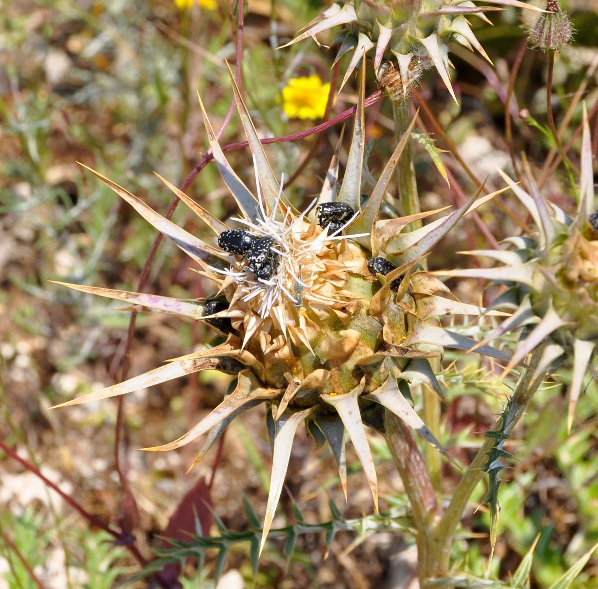 Изображение особи Cynara cornigera.