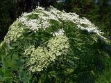 Pleurospermum uralense
