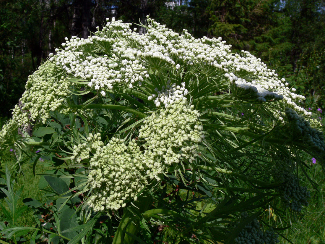 Изображение особи Pleurospermum uralense.