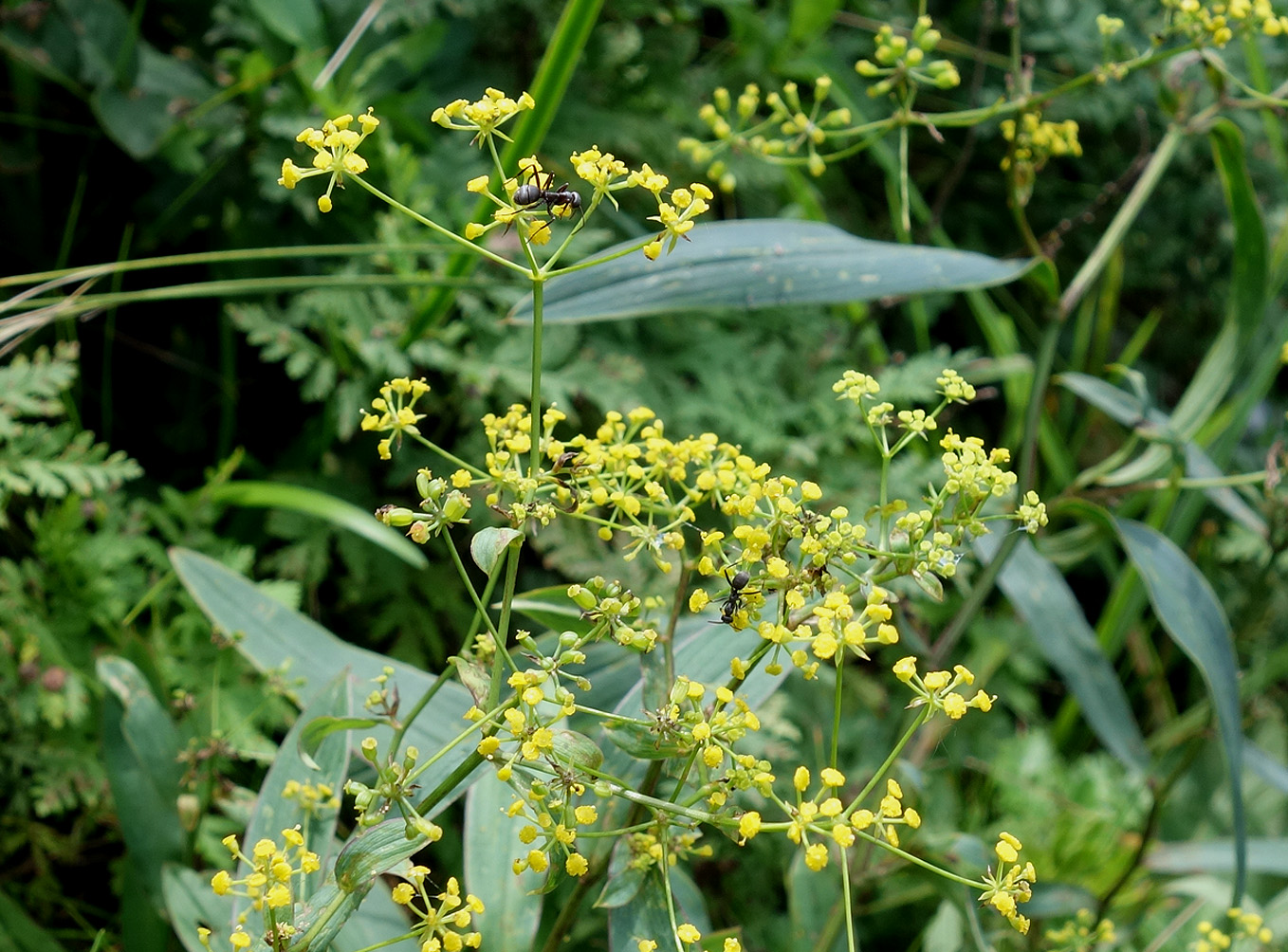 Изображение особи Bupleurum komarovianum.