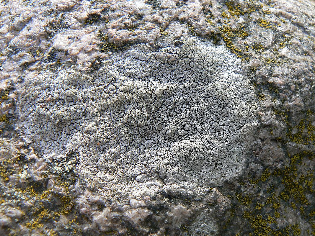 Image of genus Lecanora specimen.