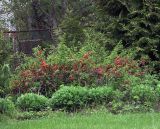 Chaenomeles japonica