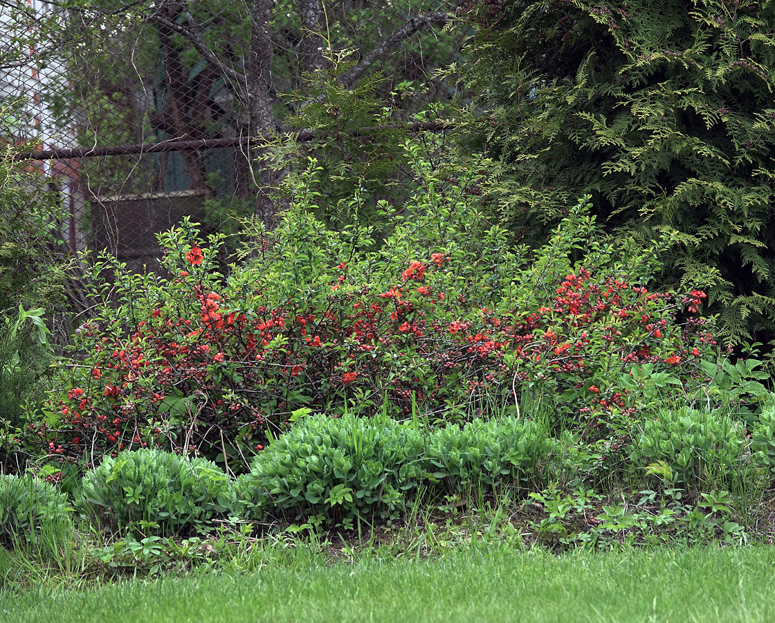 Image of Chaenomeles japonica specimen.