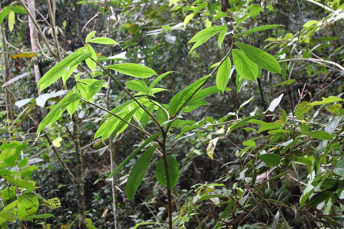 Изображение особи Hellenia globosa.