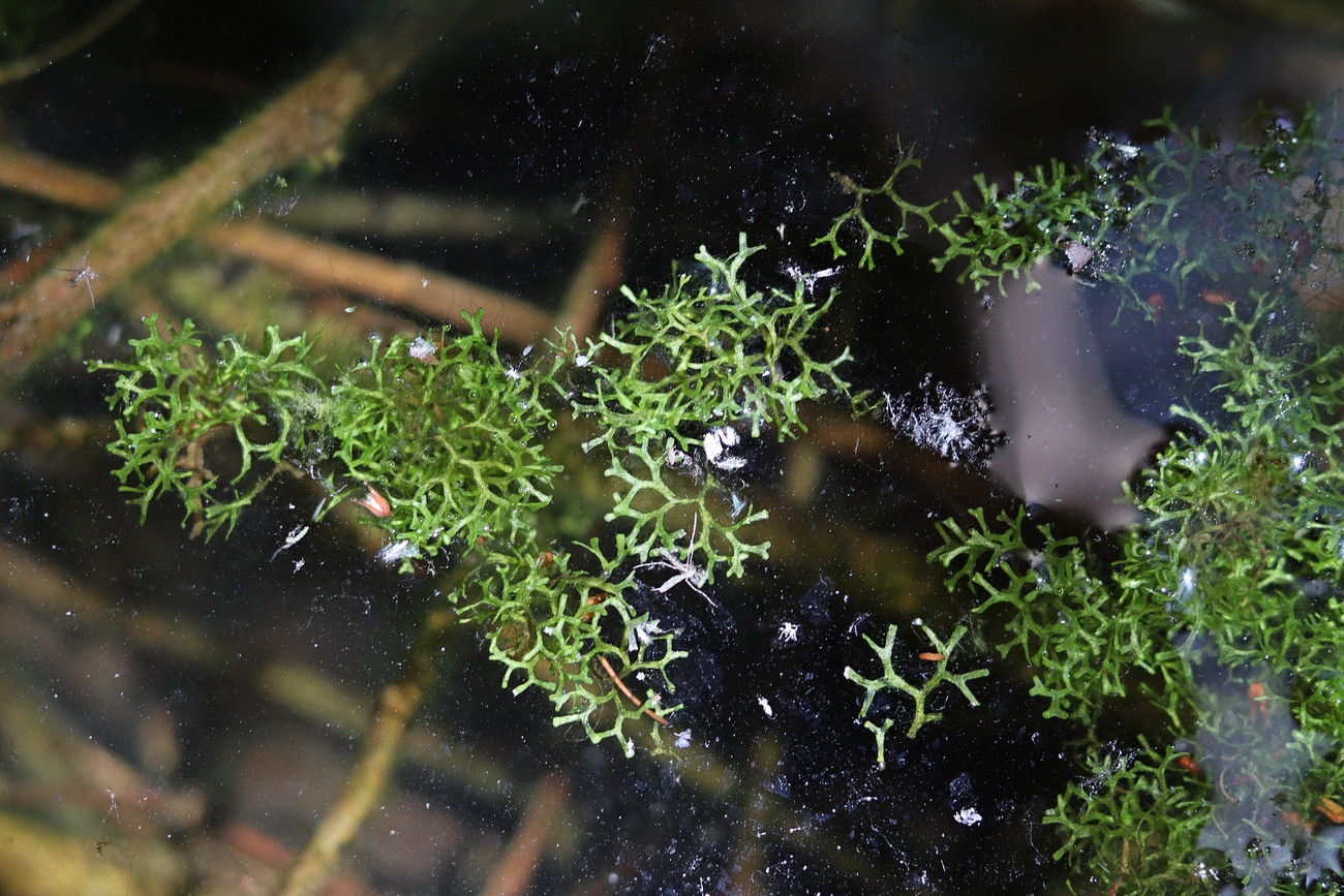 Image of Riccia fluitans specimen.