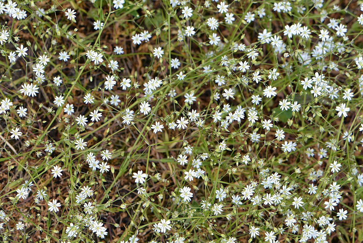 Изображение особи Stellaria graminea.