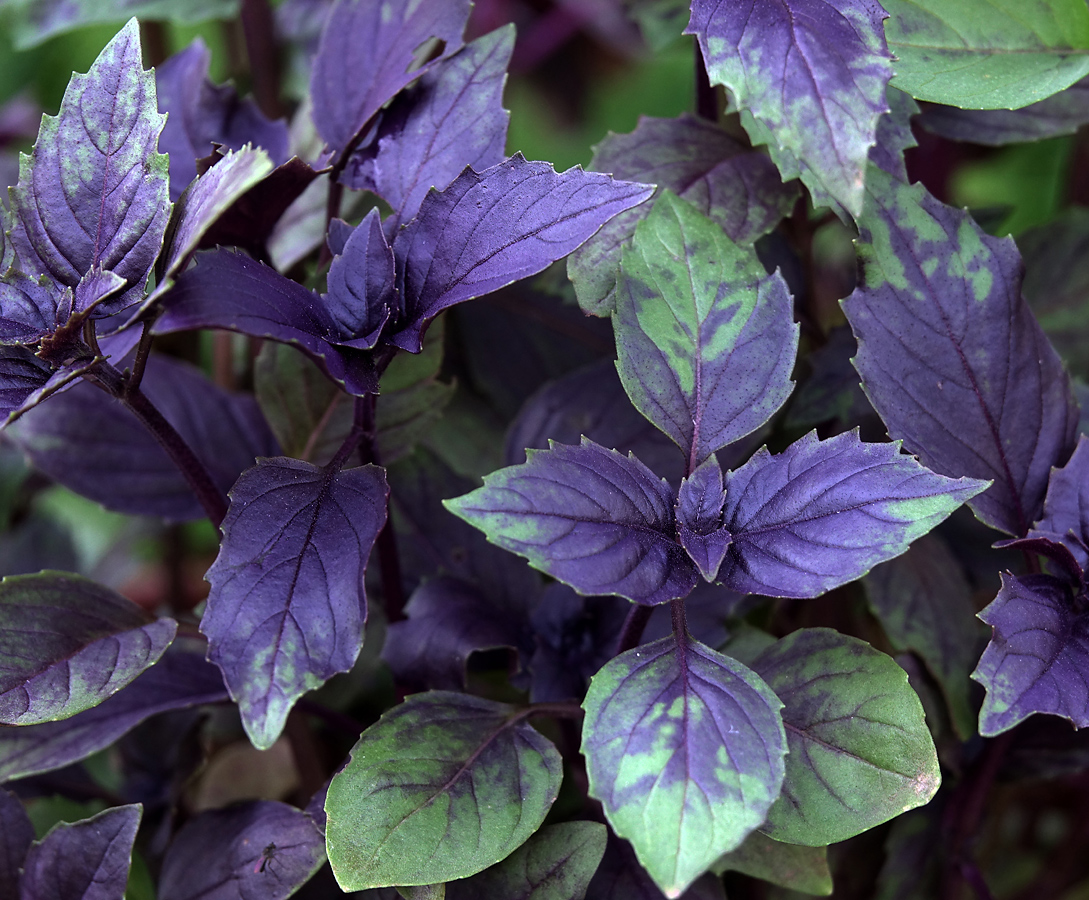 Изображение особи Ocimum basilicum.