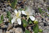 Capparis herbacea. Часть веточки с цветками и бутонами. Таджикистан, Согдийская обл., Исфаринский р-н, г. Шураб, глинисто-щебнистый адыр. 30 апреля 2019 г.