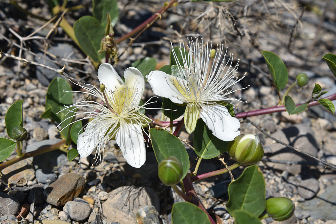 Image of Capparis herbacea specimen.