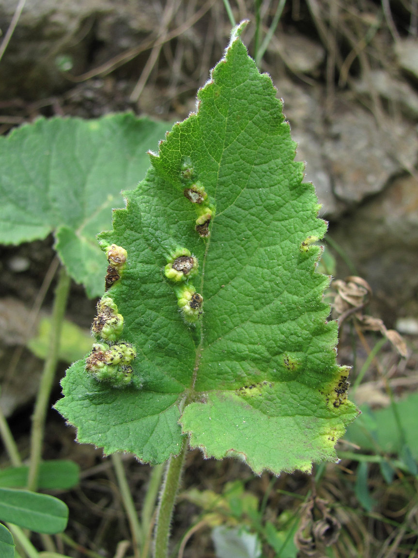 Image of Campanula alliariifolia specimen.
