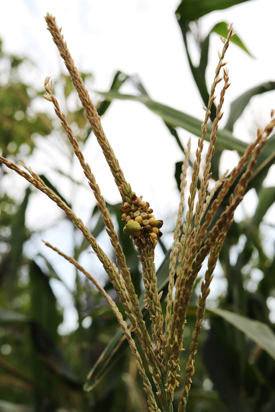 Image of Zea mays specimen.