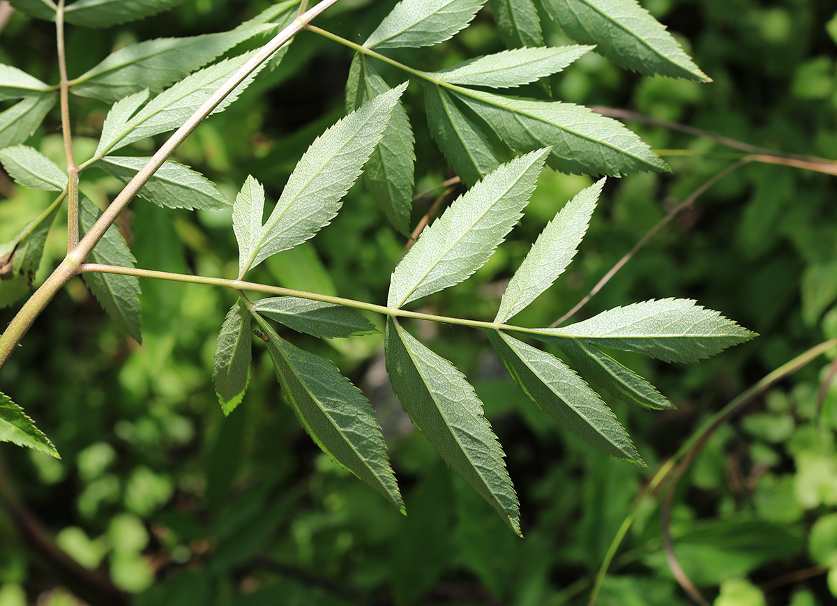 Image of Angelica anomala specimen.