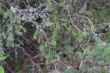 Picea obovata. Ветвь. Республика Алтай, Усть-Коксинский р-н, долина реки Мульта, хвойный лес. 28 июля 2020 г.