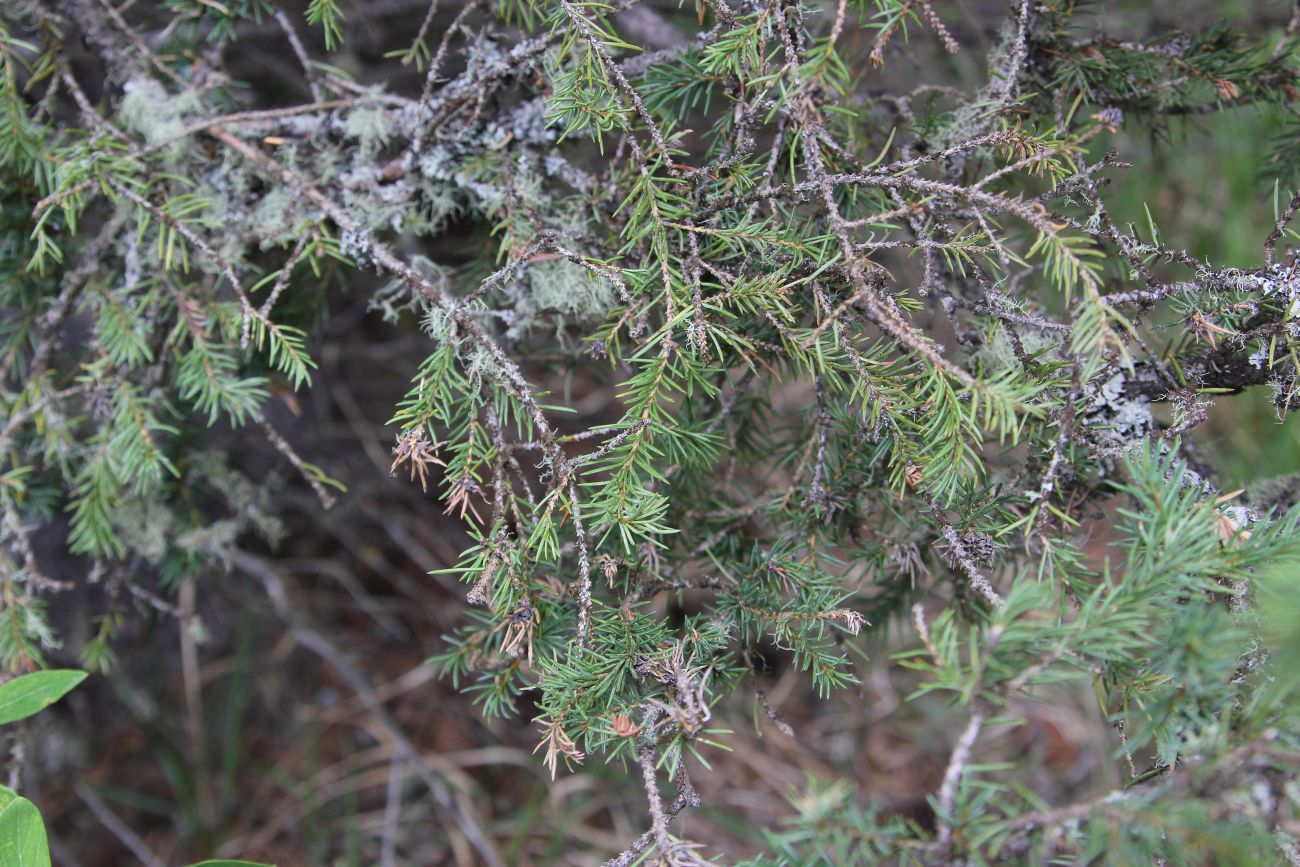 Image of Picea obovata specimen.