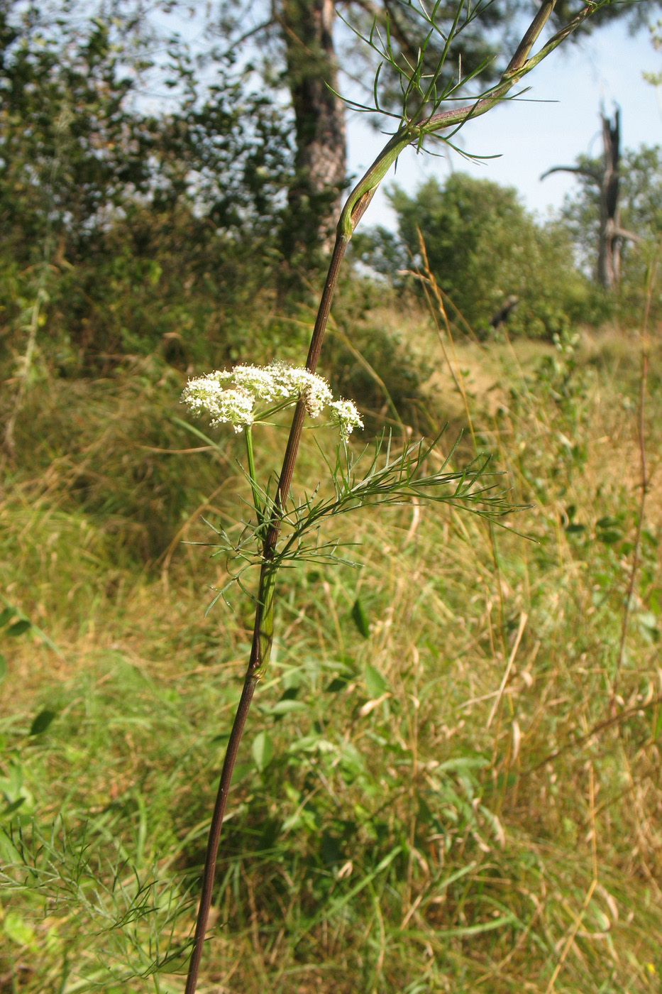 Изображение особи Seseli annuum.