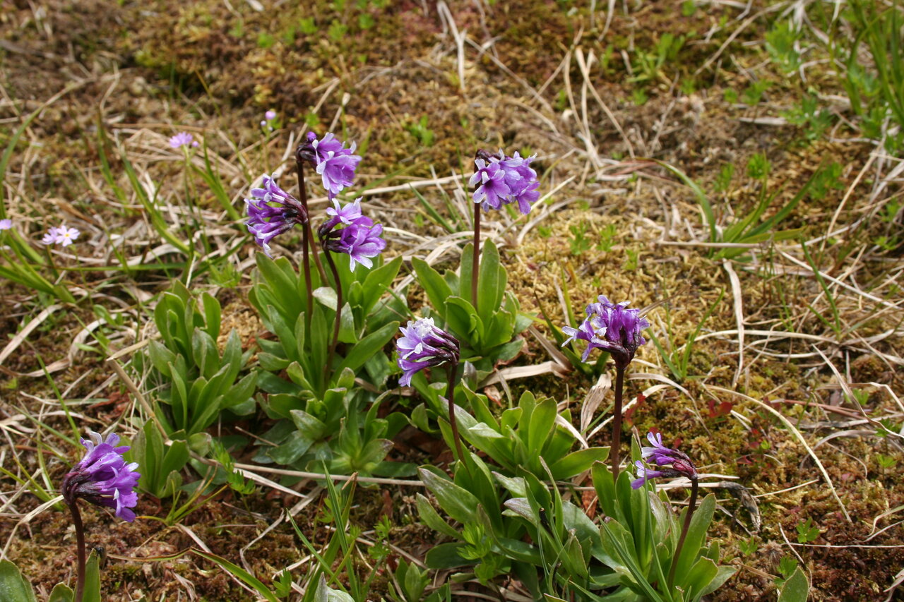 Изображение особи Primula deorum.