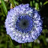 Globularia alypum. Соцветие. Испания, Каталония, провинция Барселона, горный массив Монсеррат, горный склон, высота ок. 1000 м н.у.м. Январь.