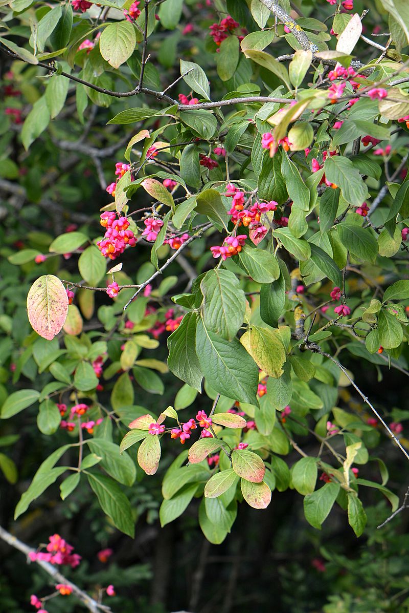 Изображение особи Euonymus europaeus.