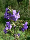 Polemonium caeruleum. Верхушка цветущего растения. Свердловская обл., окр. г. Североуральск, долина р. Оленья, опушка елового леса. 29.06.2010.