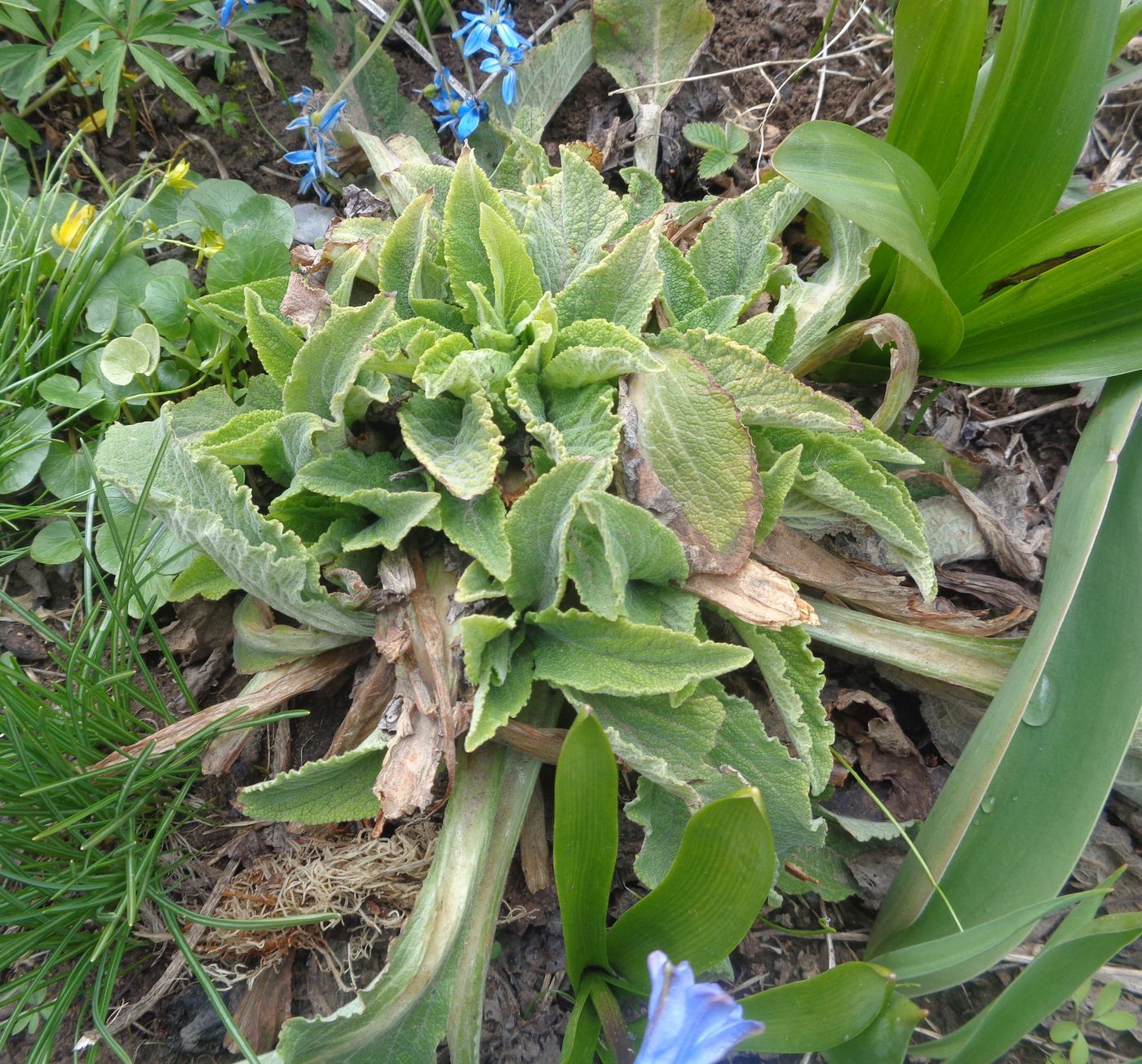 Image of Digitalis purpurea specimen.